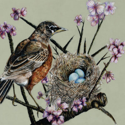 American Robin 