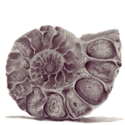 Ammonite.  (carbon dust)  