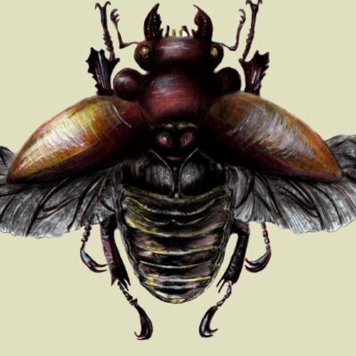 Stag Beetle.  (colored pencil, acrylic, and carbon dust on vellum) 