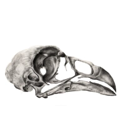 Chicken Skull; rendering #1. (carbon dust)