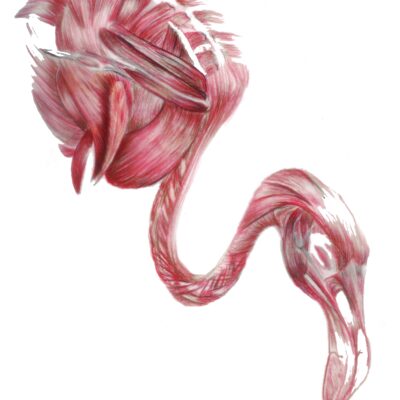 Chilean Flamingo; musculature (colored pencil)  