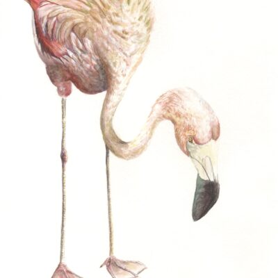 Chilean Flamingo; outer (watercolor)