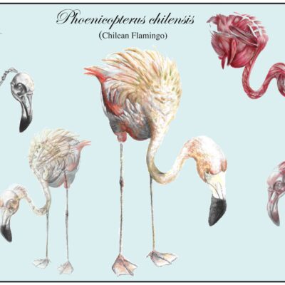 Chilean Flamingo Educational Poster #1