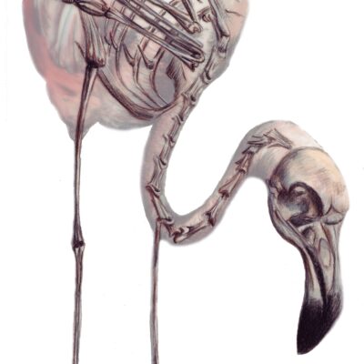 Chilean Flamingo; Skeletal overlay (colored pencil printed on transparency)