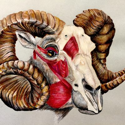 Long Horned Sheep with muscle and bone overlay (colored pencil)