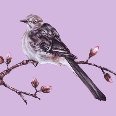 Mockingbird 