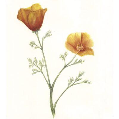 California Poppies (watercolor)
