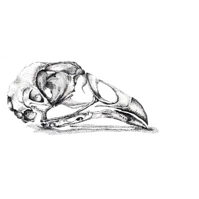Chicken Skull; rendering #2 (dip pen and India ink)