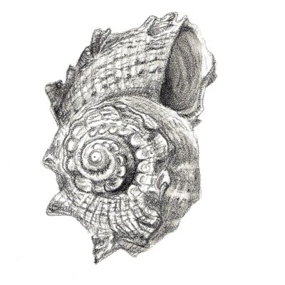 Spiral Sea Shell (graphite)