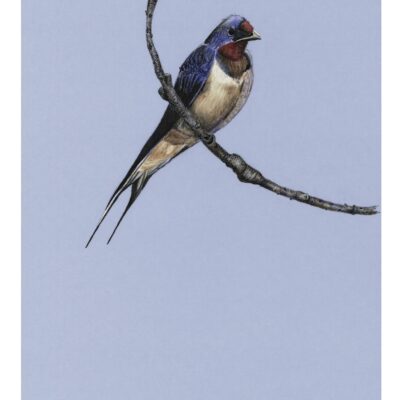 Barn Swallow 