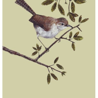 Wren 
