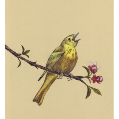 Yellow Warber 