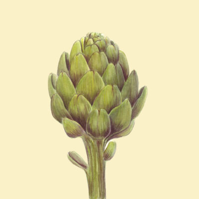 Artichoke (watercolor)
