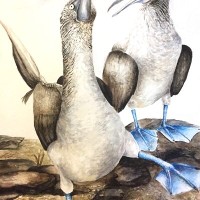 Blue Footed Boobies (watercolor)