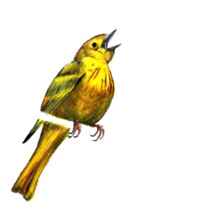 cropped-Bird.jpg