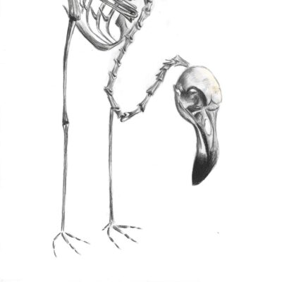Chilean Flamingo; skelital (colored pencil)
