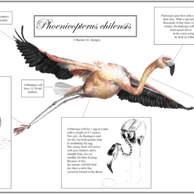 Chilean Flamingo Educational Poster #2