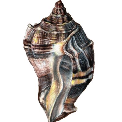 Scalloped Sea Shell; rendering #2 (colored pencil)
