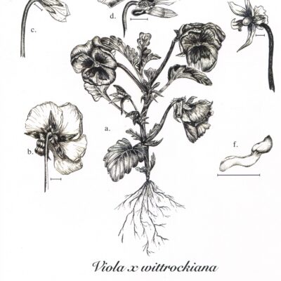 Viola botanical plate (India Ink and digitally labeled)