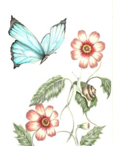 SnailButterflyScan