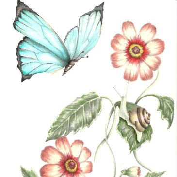 A Butterfly’s Story
