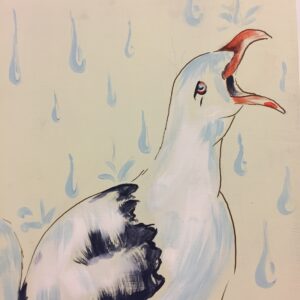 seagull, close up