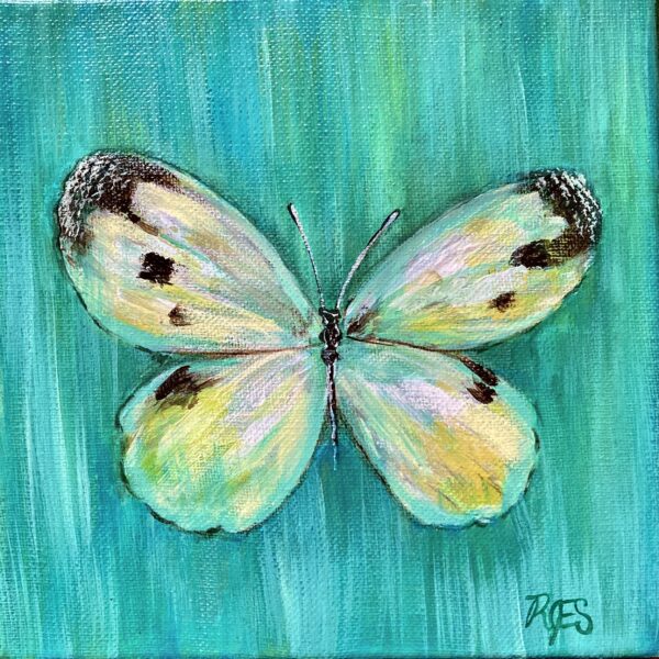 Cabbage Butterfly 