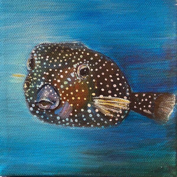 Hawaiian Boxfish
